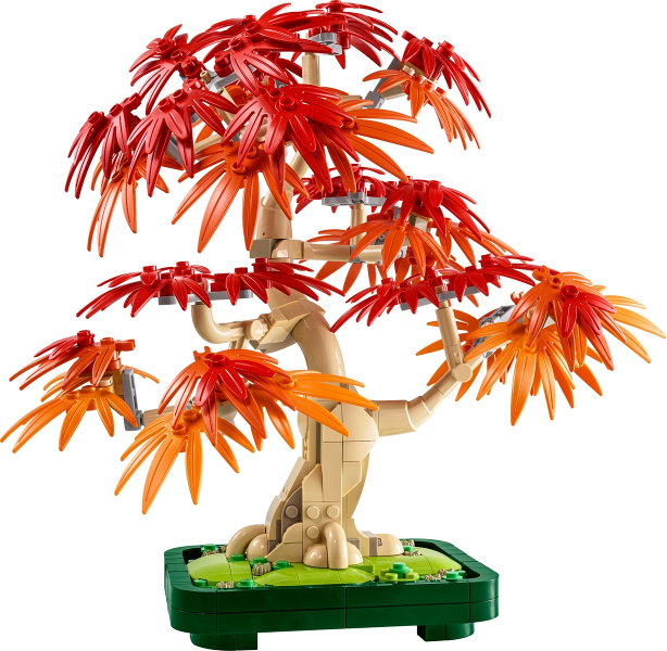 10348 Japanese Maple Tree (Pre-Owned)