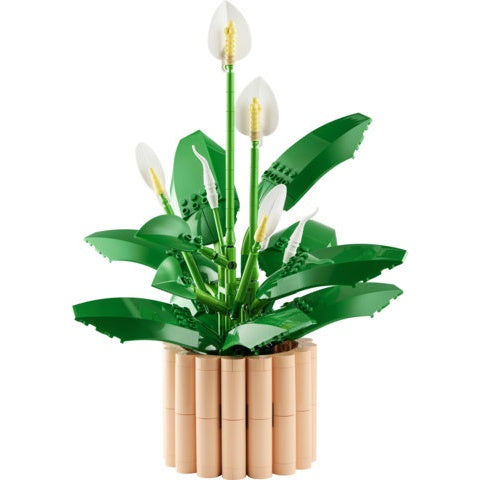11504 Peace Lily