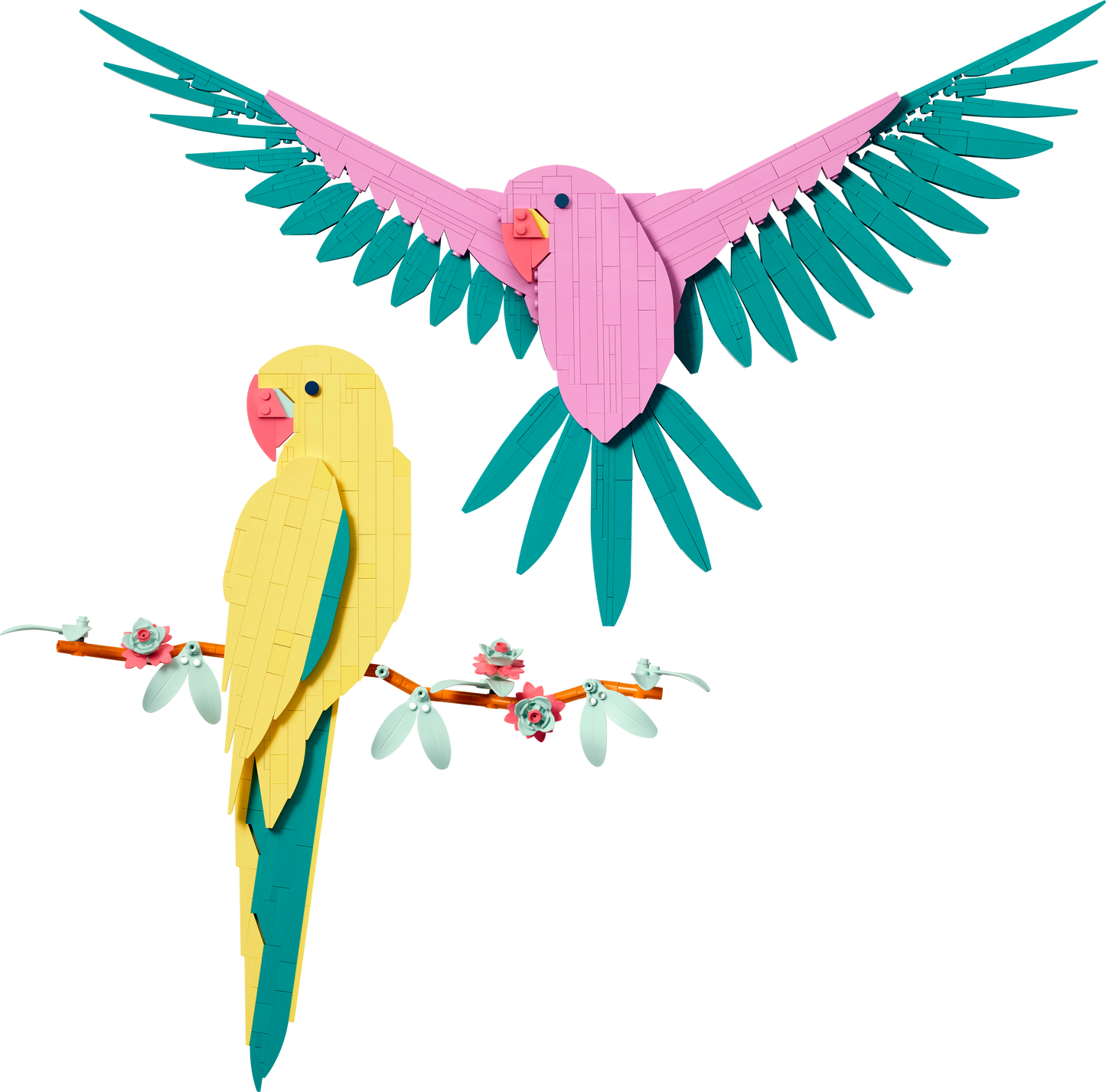 31211 Macaw Parrots